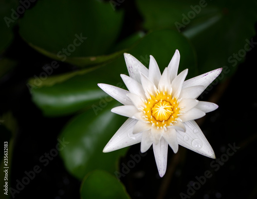 lotus  white lotus flower in garden