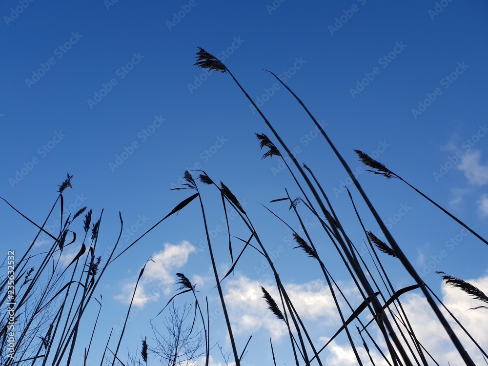 Obraz premium grass and sky