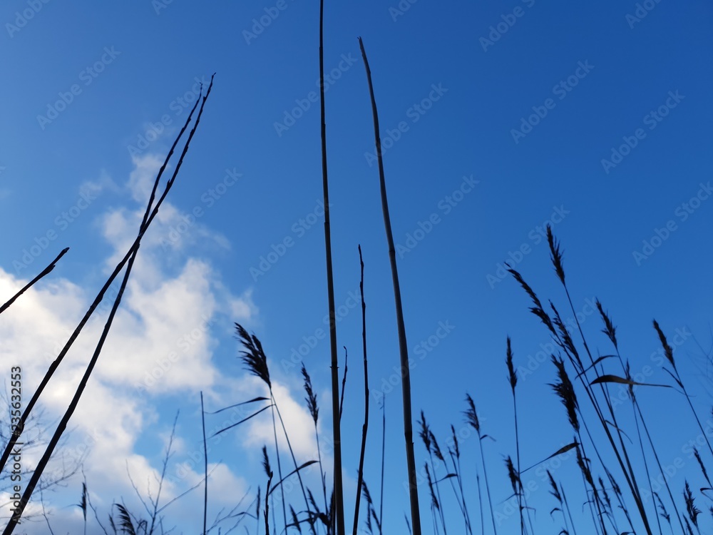 Obraz premium grass and sky