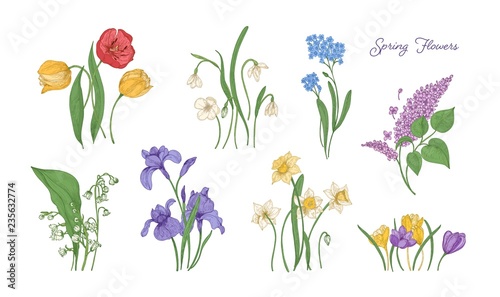 Bundle of natural drawings of spring flowers - tulip, lilac, narcissus, forget-me-not, crocus, lily of the valley, iris, snowdrop. Set of blooming flowering plants. Colorful vector illustration.