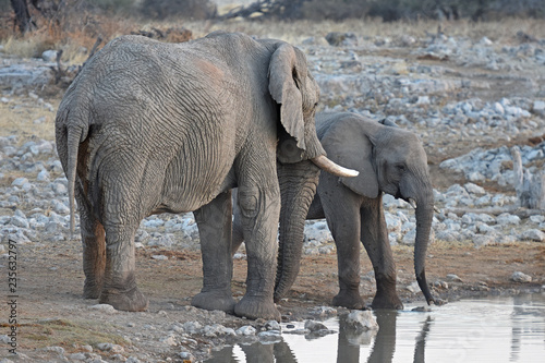 Elefanten (loxodonta africana) am Wasserloch Okaukuejo im Etosha Nationalpark in Namibia
