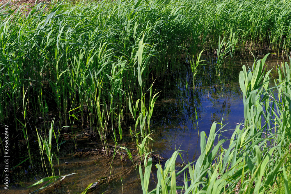 Brook with green reeds on the shore Brook with green reeds on the shore