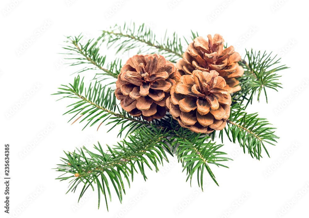 branch of Christmas tree with cones branch of Christmas tree with cones