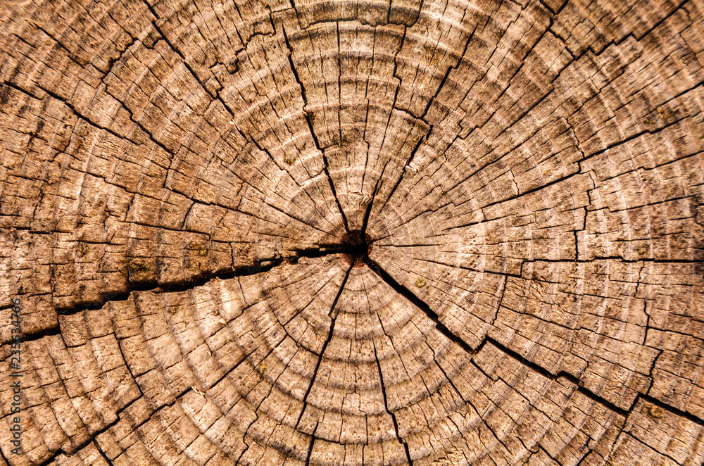 Fototapeta premium jahresringe