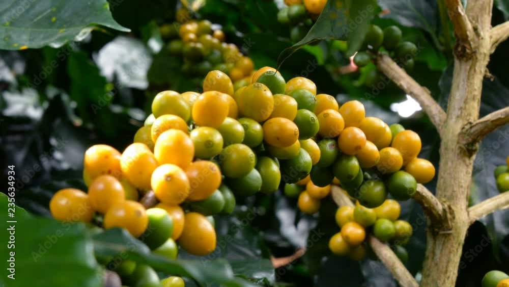 Raw Coffee Beans yellow or Arabica Catuai, Seeds Typica in farm coffee plantation. Raw Coffee Beans yellow or Arabica Catuai, Seeds Typica in farm coffee plantation.