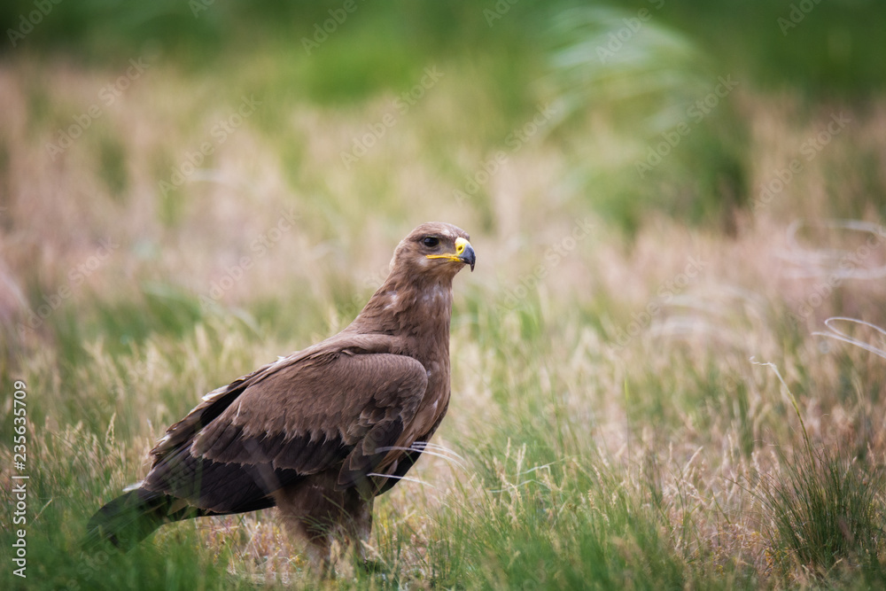 Steppe eagle / Aquila nipalensis. Chyornye Zemli (Black Lands) Nature Reserve, Kalmykia region, Russia. Steppe eagle / Aquila nipalensis. Chyornye Zemli (Black Lands) Nature Reserve, Kalmykia region, Russia.