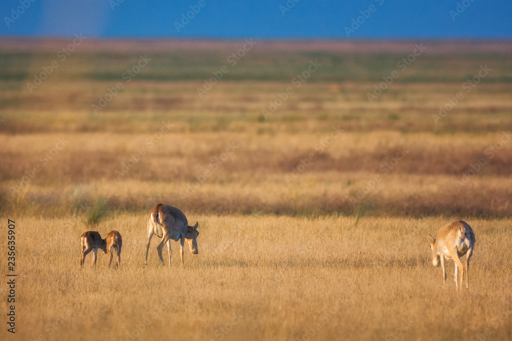Fototapeta premium Saiga tatarica is listed in the Red Book, Chyornye Zemli (Black Lands) Nature Reserve, Kalmykia region, Russia.