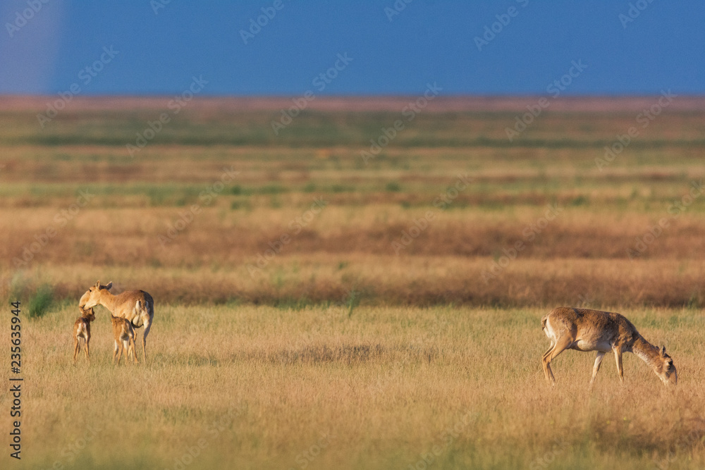 Naklejka premium Saiga tatarica is listed in the Red Book, Chyornye Zemli (Black Lands) Nature Reserve, Kalmykia region, Russia.