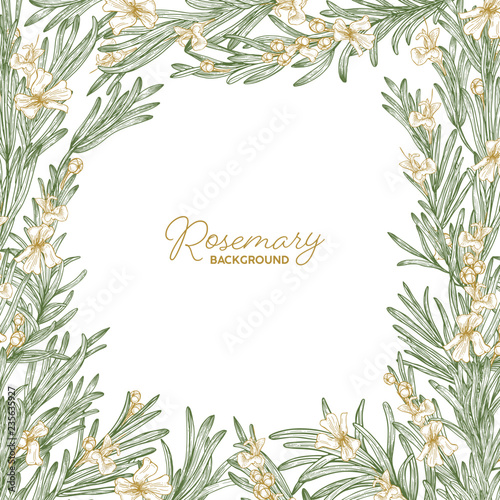 Frame made of rosemary drawn with contour lines on white background