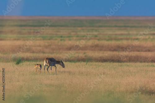 Saiga tatarica is listed in the Red Book  Chyornye Zemli  Black Lands  Nature Reserve  Kalmykia region  Russia.