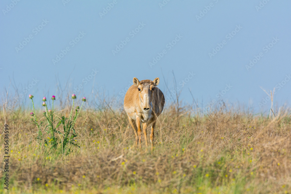 Naklejka premium Saiga tatarica is listed in the Red Book, Chyornye Zemli (Black Lands) Nature Reserve, Kalmykia region, Russia.