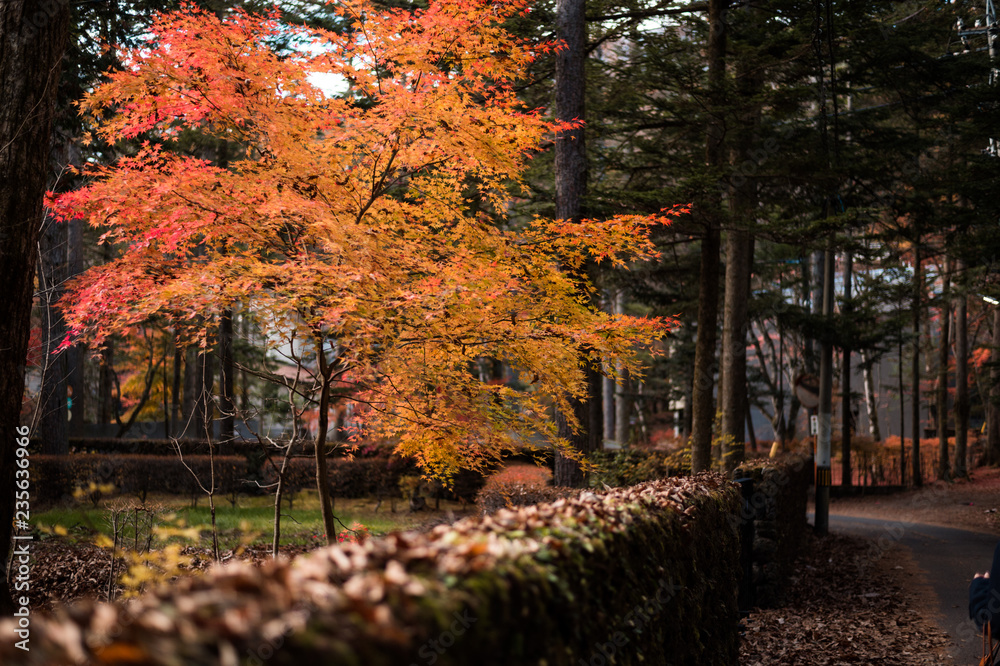 journey at japan autumn season, karuizawa