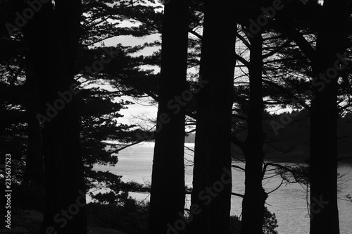 Foret 