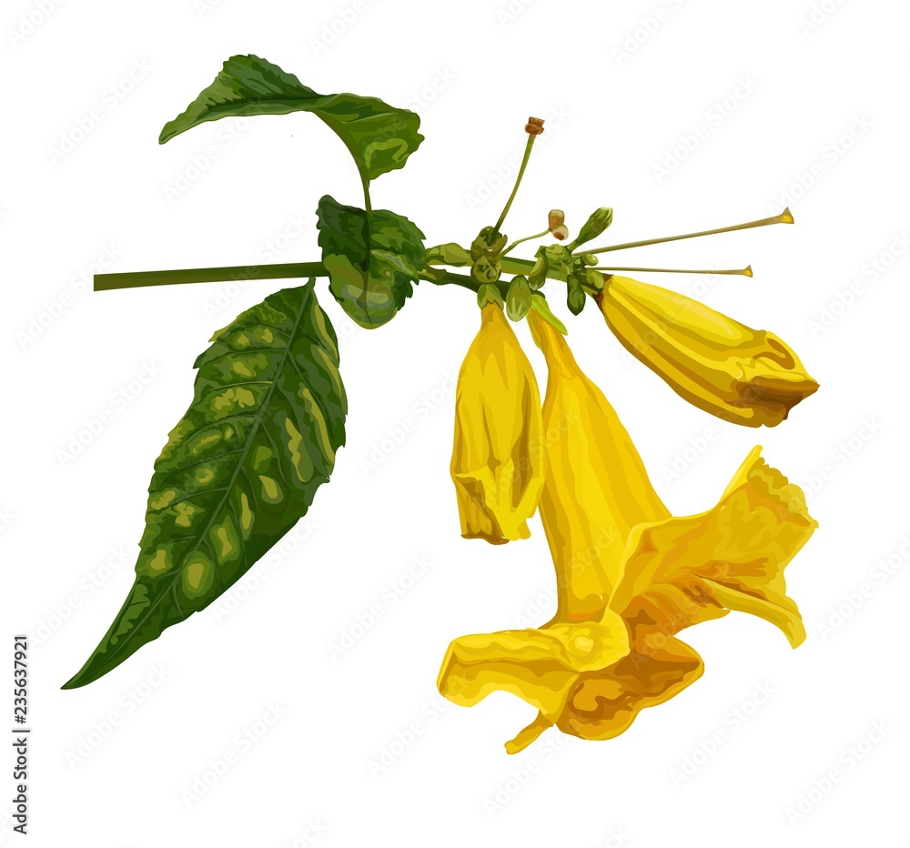 Obraz premium Trumpet flower vector