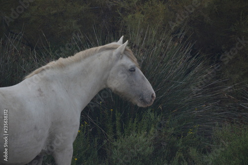 cheval