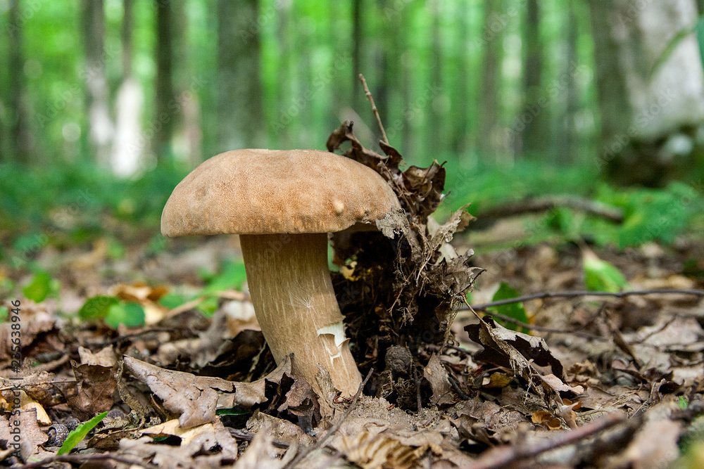 Porcini mushroom grows on the forest floor at autumn season.. Porcini mushroom grows on the forest floor at autumn season..
