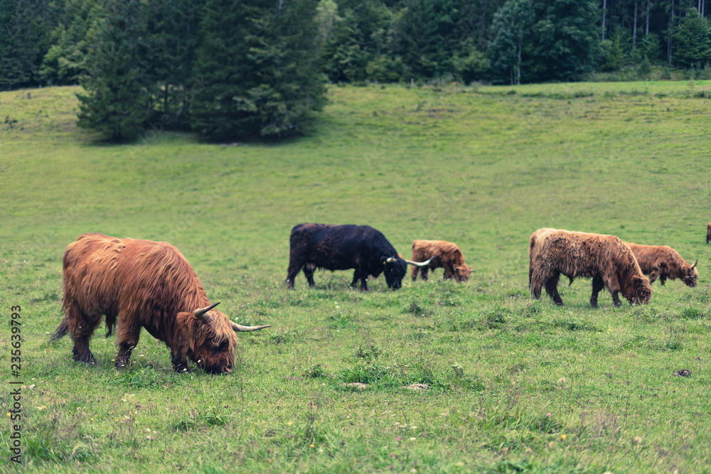 Scottish highland cattle grazing on green grass pasture. Brown and black highland hairy cow cattle feeding on grass.
