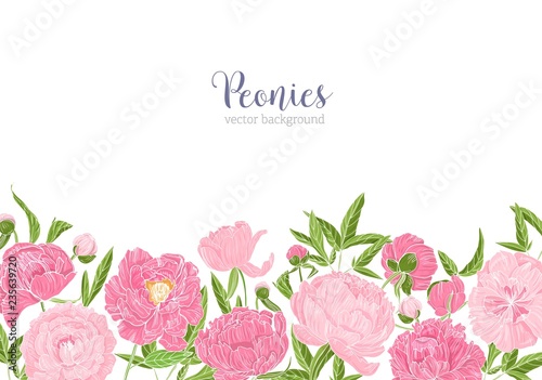 Elegant floral background or backdrop decorated with border made of gorgeous peony flowers at bottom edge on white background. Tender flowering garden plants. Romantic floral vector illustration.