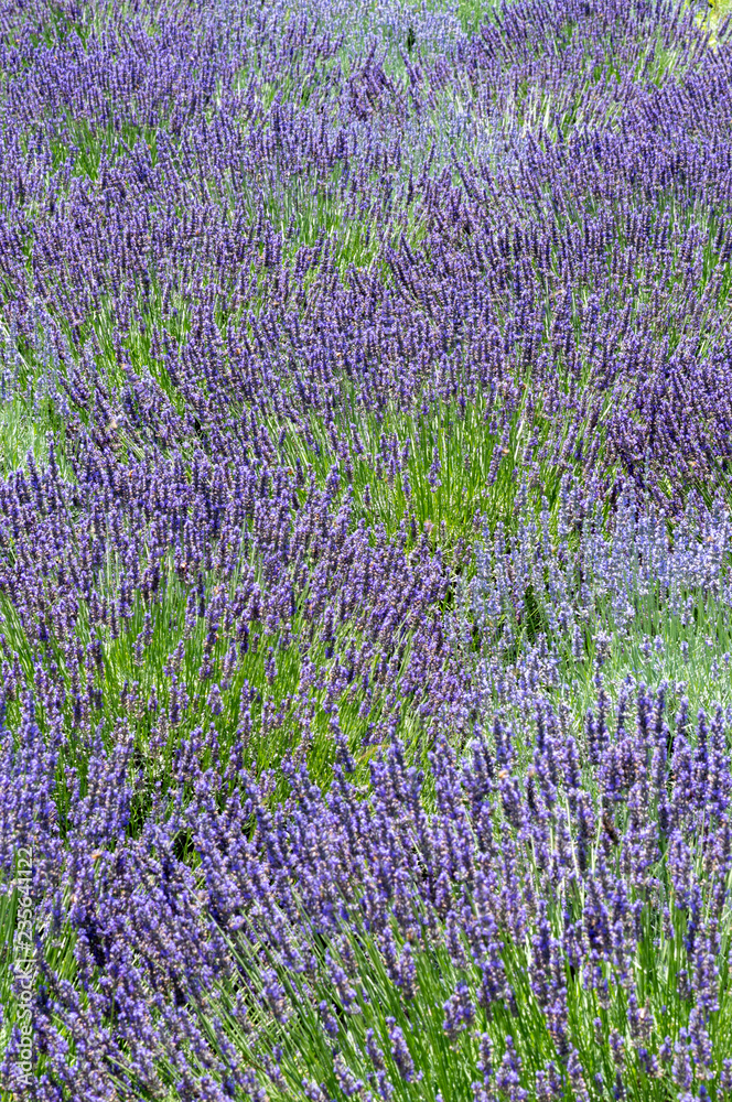 Naklejka premium ラベンダーの花畑