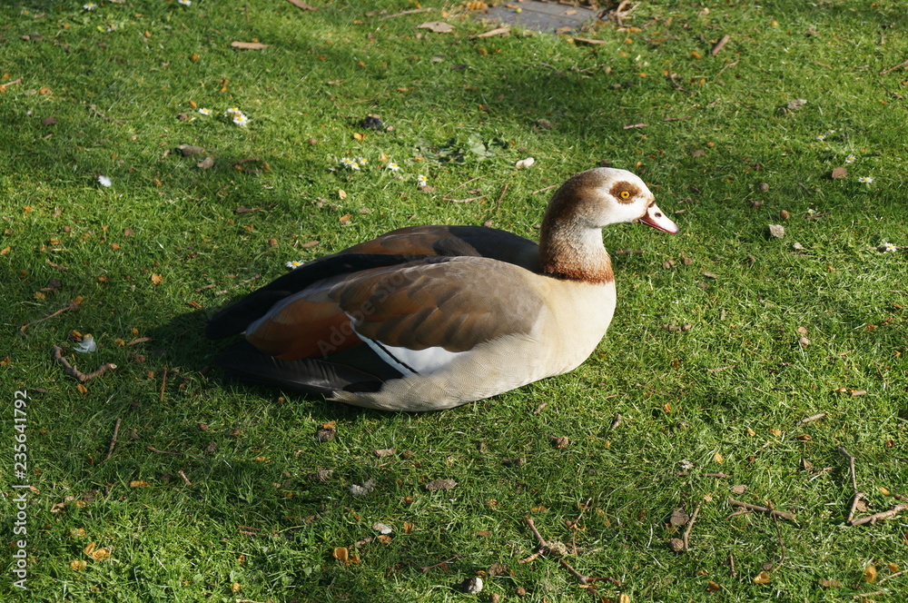 Goose Goose