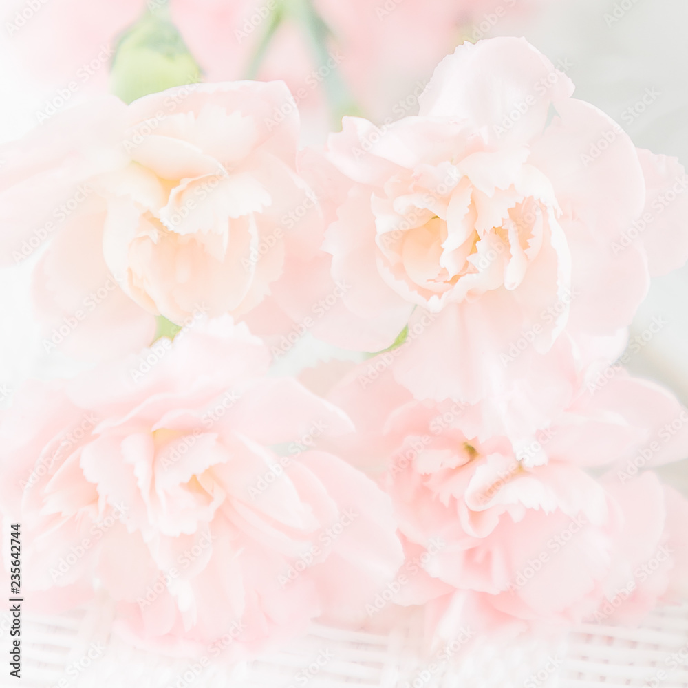Light pink carnation flowers. Soft focus, close up