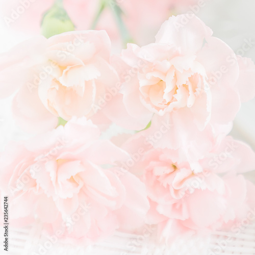 Light pink carnation flowers. Soft focus  close up