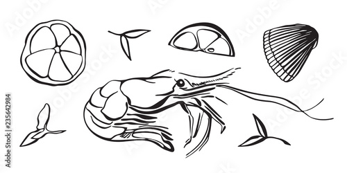 Hand drawn vector illustration of rock lobster as seafood. Crayfish with lemon and herbs. Black isolated on white background