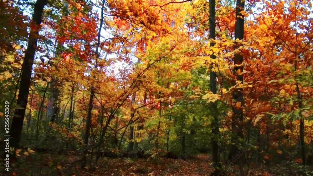 Beautiful woods with Autumn foliage in park. Beautiful woods with Autumn foliage in park.