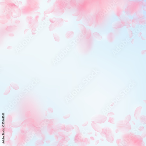 Sakura petals falling down. Romantic pink flowers 