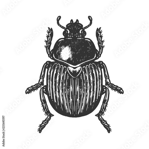 Scarab beetle engraving vector illustration. Scratch board style imitation. Black and white hand drawn image.