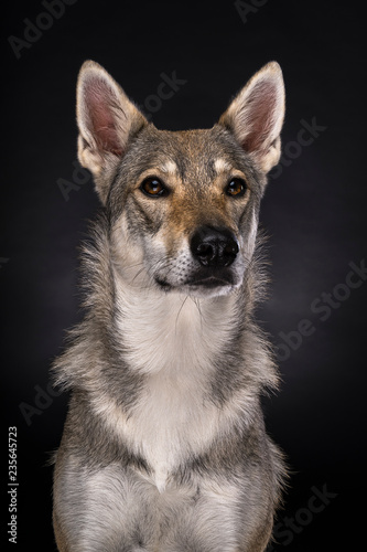 A portrait of a female tamaskan hybrid dog on a black background looking at the camera © Leoniek