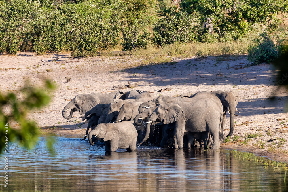 Obraz premium African elephant, Namibia, Africa safari wildlife