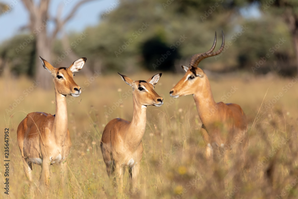 Impala antelope Namibia, africa safari wildlife Impala antelope Namibia, africa safari wildlife