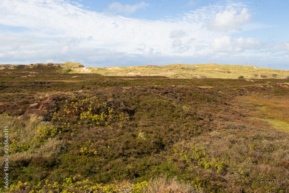 Fototapeta premium Dünenlandschaft auf Sylt