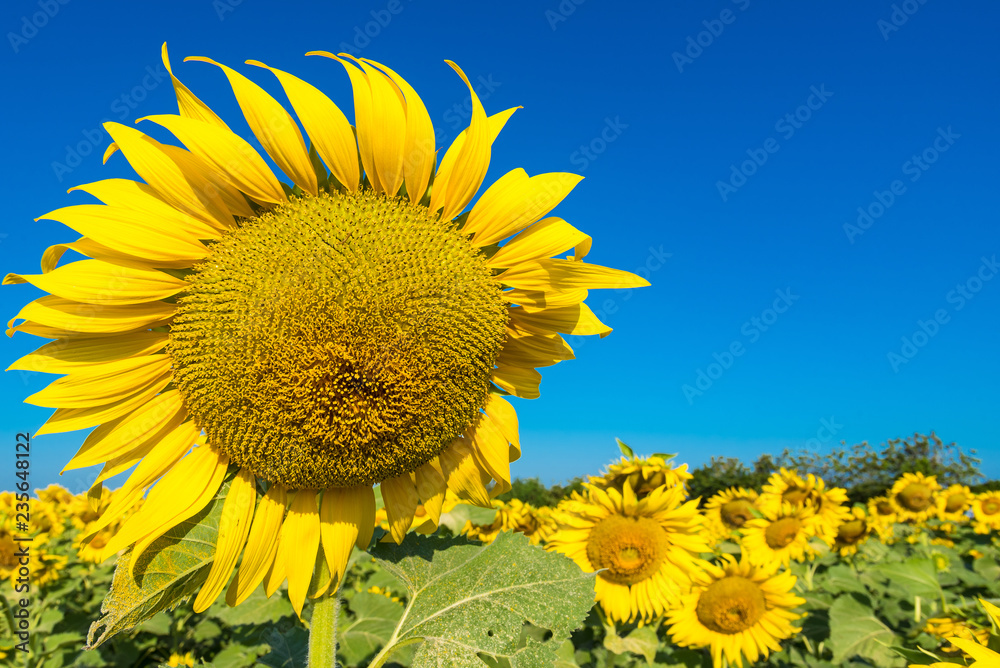 Beautiful landscape with field of blooming sunflowers field over cloudy blue sky and bright sun lights.Thailand.