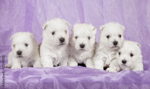 West highland white terrier puppies on violet background