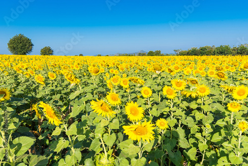 Beautiful landscape with field of blooming sunflowers field over cloudy blue sky and bright sun lights.Thailand.