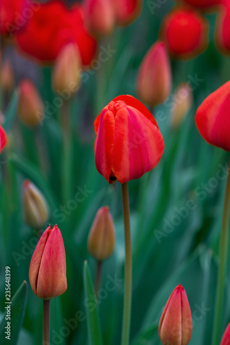 red blooming tulips with green leaves