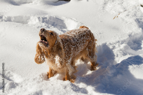 working cocker spaniel having fun in the snow, running and getting her nose down, picking out scents even in the frozen conditions.