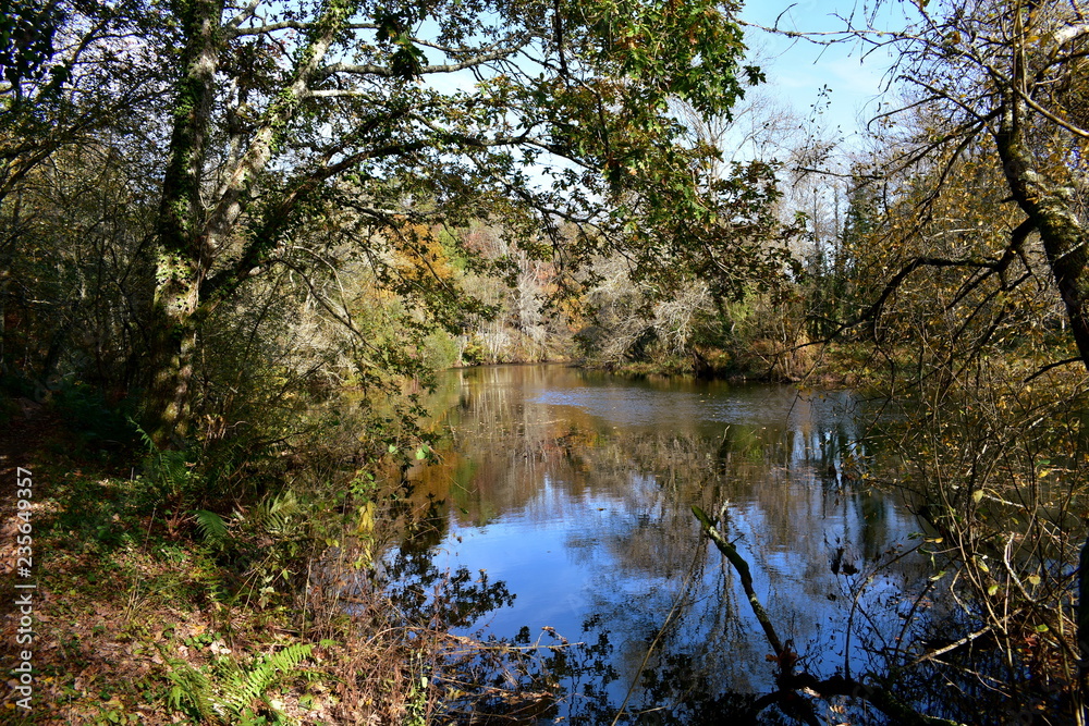 Autumn colours in the forest. River, ferns and trees with water reflections. Branches, leaves and exuberant vegetation. Galicia, Spain. Autumn colours in the forest. River, ferns and trees with water reflections. Branches, leaves and exuberant vegetation. Galicia, Spain.