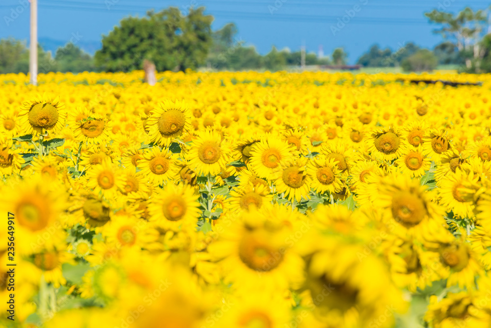 Obraz premium Beautiful landscape with field of blooming sunflowers field over cloudy blue sky and bright sun lights.Thailand.
