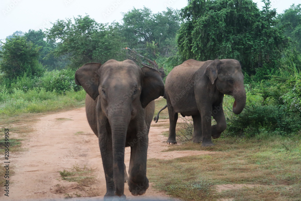 Elephant charging towards a Safari Car in the udawalawe national park, Sri Lanka