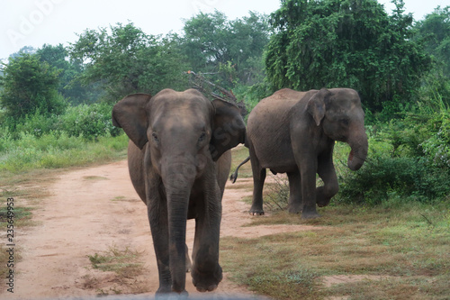 Elephant charging towards a Safari Car in the udawalawe national park  Sri Lanka