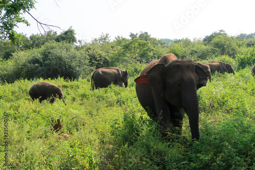 Asian elephant herd with baby and juvenile Elephants. Seen inside the udawalawe national park