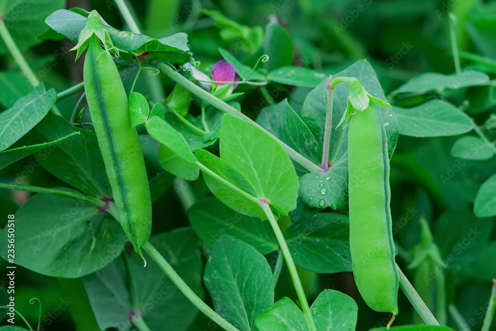Pea stem with pod, flower, green leaves on blue sky background copy space, top view, flat lay
Pea stem with pod, flower, green leaves on blue sky background copy space, top view, flat lay