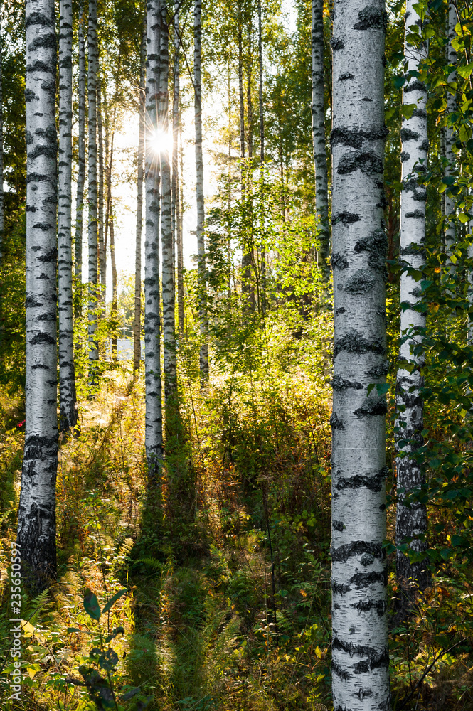 Obraz premium Bosque de abedul
