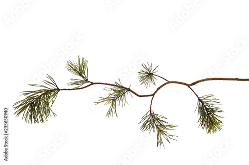 Curved pine branch, isolated on white. For Christmas cards. Ready for your own decorations.