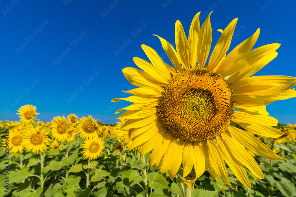 Beautiful landscape with field of blooming sunflowers field over cloudy blue sky and bright sun lights.Thailand.