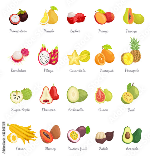 Mangosteen and Papaya Avocado Set Vector