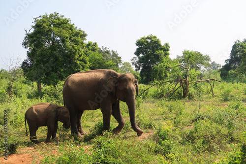 Mother and baby Elephant in udawalawe national park, Sri Lanka